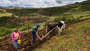 Sistemas agroalimentarios deben estar al centro de la recuperación de la pandemia