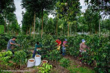 Solidaridad brindará cursos online sobre café adaptado al cambio climático