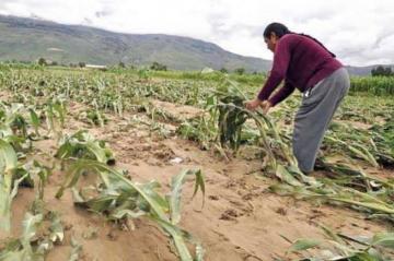 Solo un 1.4% de los productores agropecuarios fueron beneficiados por seguros agrícolas