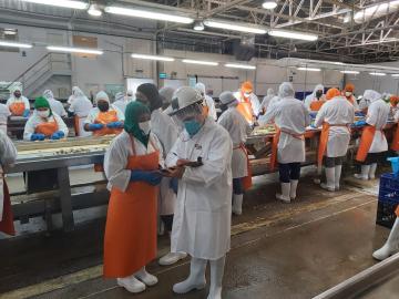 Sunafil inspecciona 49 empresas agroindustriales de Ica