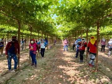 Sunafil: más de 3 mil trabajadores agrarios de Ica fueron incorporados a planilla durante inspecciones