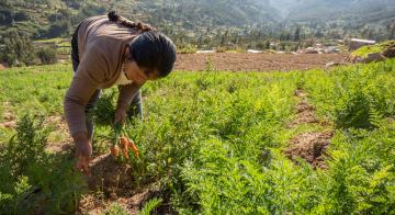 Tendencias de mercado para la agricultura familiar