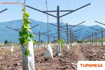 TUPEMESA brinda soluciones para mejorar la productividad del cultivo y proveer un ahorro de hasta 40% en costos