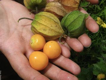 Uchuva colombiana no requerirá de tratamientos cuarentenarios en Estados Unidos