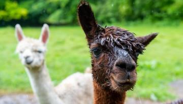 Universidad chilena vende su hallazgo de anticuerpo de alpaca contra el Covid-19