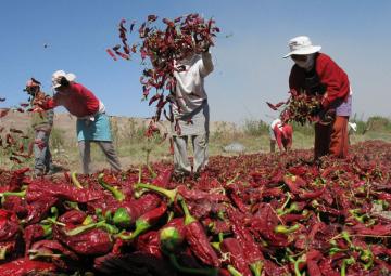 Valor bruto de la producción agropecuaria creció en 2.1% en el primer semestre del año