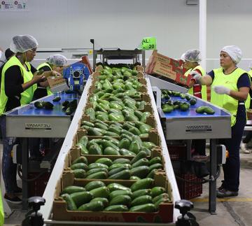 Verdeflor tendrá segunda planta procesadora de frutas