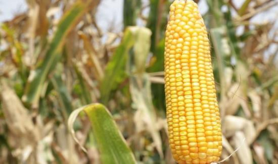 Aprueban la liberación de la nueva variedad híbrida simple de maíz amarillo duro “INIA 627-PÁTAPO”