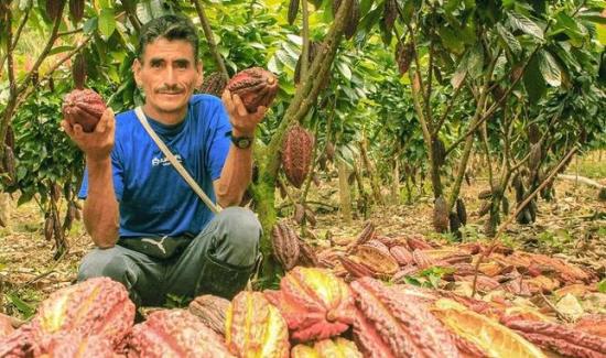 Cerca De 44 Mil Familias Agricultoras Apostaron Por El Desarrollo Alternativo Promovido Por Devida 8191