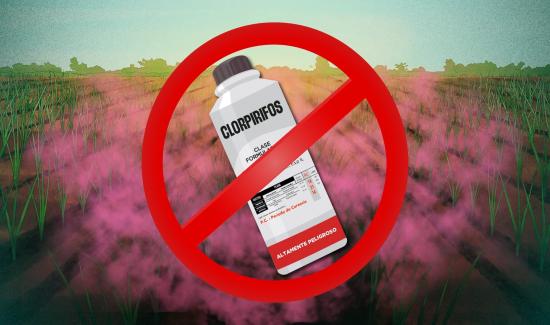 Ecuador prohíbe el Clorpirifos y otorga plazo para declarar inventarios  