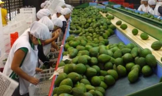 Empleos totales asociados a agroexportaciones crecieron 9.3% en febrero
