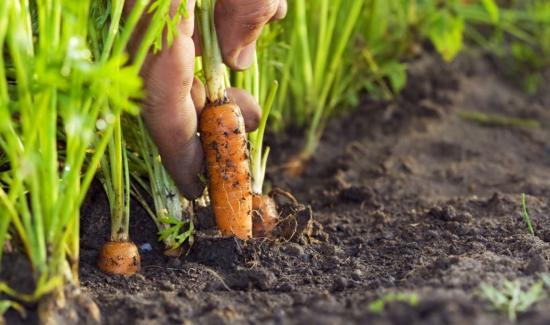 Establecen requisitos fitosanitarios obligatorios para la importación de semillas de zanahoria de Chile
