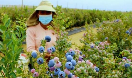 Exportaciones agropecuarias de La Libertad sumaron US$ 374 millones este primer trimestre
