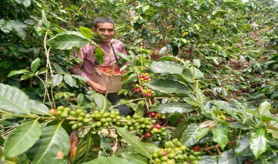 Exportaciones peruanas de café superarán los US$ 1.300 millones este año