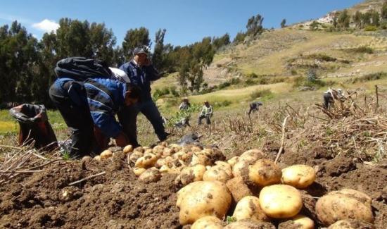 Huancavelica En La Campaña 2016 2017 Se Perdieron 6 Mil Hectáreas De