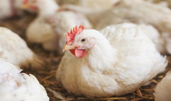 La Importancia Del D a Mundial De La Zoonosis
