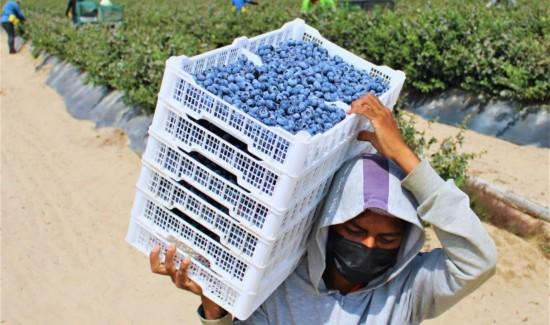 La Libertad export� US$ 2.640 millones y crece 15.2 % en el primer semestre de 2025