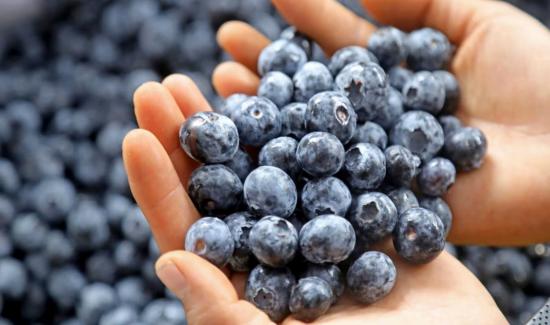 Las variedades premium de arándanos serán las nuevas “normales” y el precio bajará