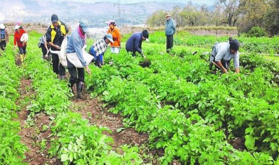 Ley De Cooperativas Agrarias Contribuirá A La Formalización De 250 Mil ...