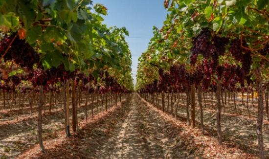 Olivos de Villacurí lidera ranking de las principales empresas agroexportadoras