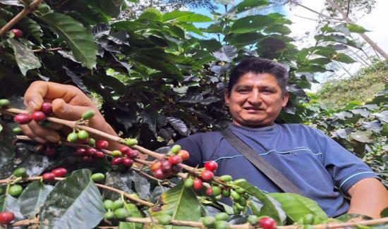 Puno: impulsarán producción de café en Sandia