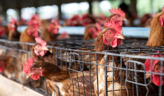 Senasa announces registration of second vaccine against poultry disease