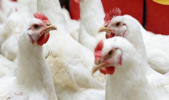 Senasa: Consumo de productos avícolas frescos o congelados no representan riesgo de contagio