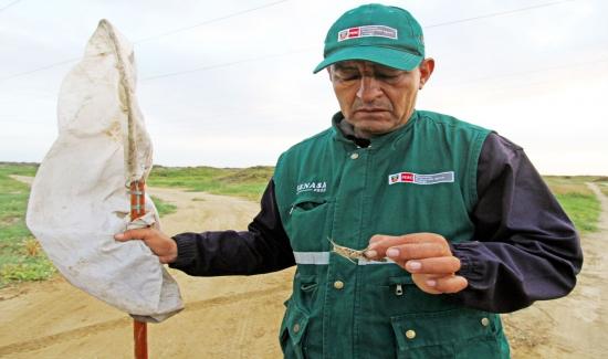 Senasa Ejecuta Plan Preventivo Para Evitar Plaga De Langostas En Zonas ...