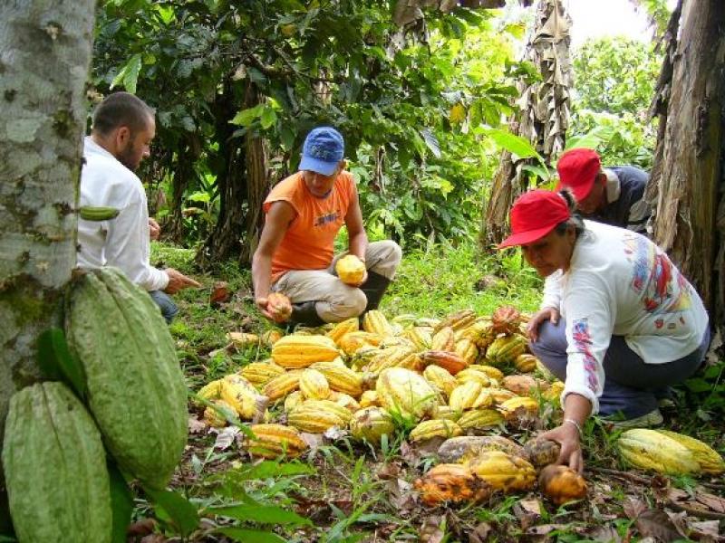 'ALIANZA CACAO-PERÚ' INSTALARÁ MÁS DE 8 MIL HAS DE CACAO FINO ESTE AÑO 