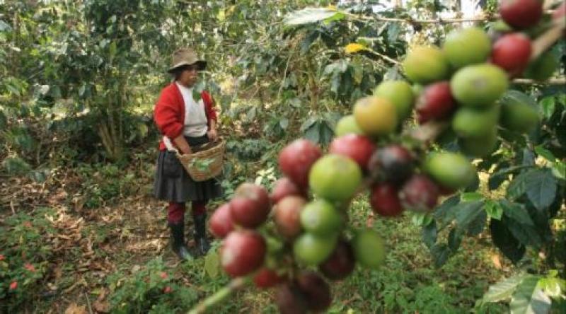 'CAFETALEROS AFECTADOS POR LA ROYA TIENEN LA MEJOR TASA DE INTERÉS'