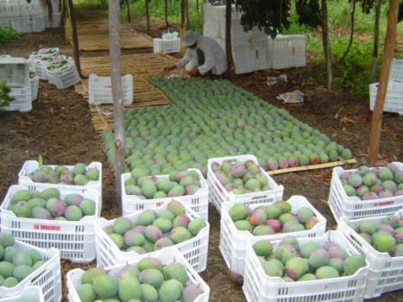 “ENVÍOS DE MANGO NO ALCANZARÍAN LAS 100 MIL TM EN LA CAMPAÑA 2014/2015”