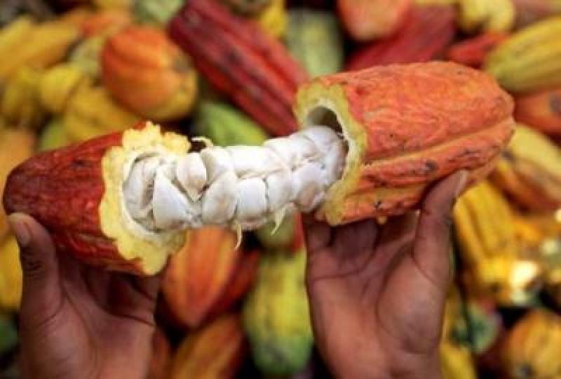 “LA META ES QUE EN PIURA EXISTAN 2 MIL HECTÁREAS DE CACAO CRIOLLO”