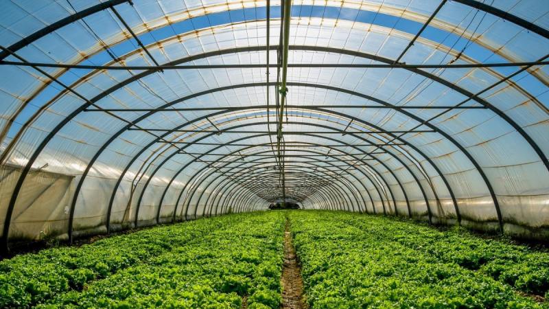 1.3 millones de hectáreas del planeta están dedicadas al cultivo en invernadero, distribuidas en 119 países