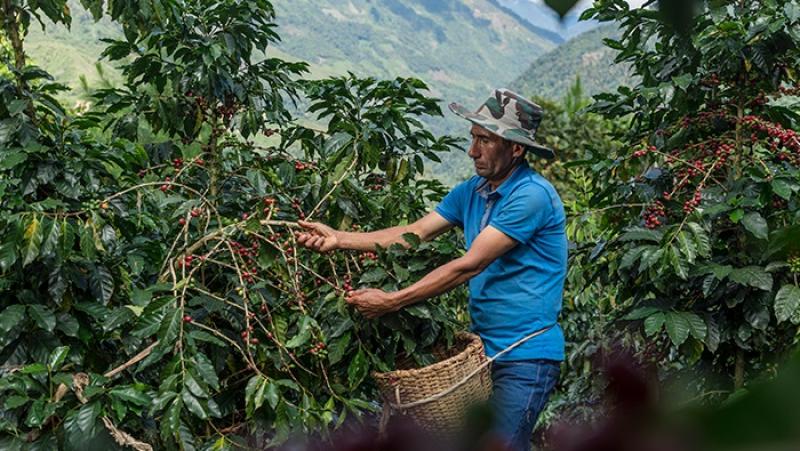 16 organizaciones de café y cacao del VRAEM exhiben sus productos en la Expo Bicentenario Ayacucho 2024