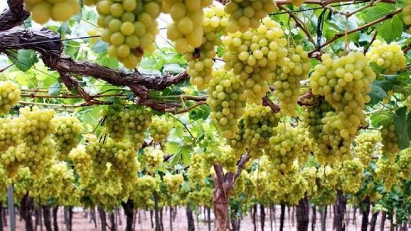 23.748 ha de uva de mesa fueron certificadas en la campaña 2025/2026