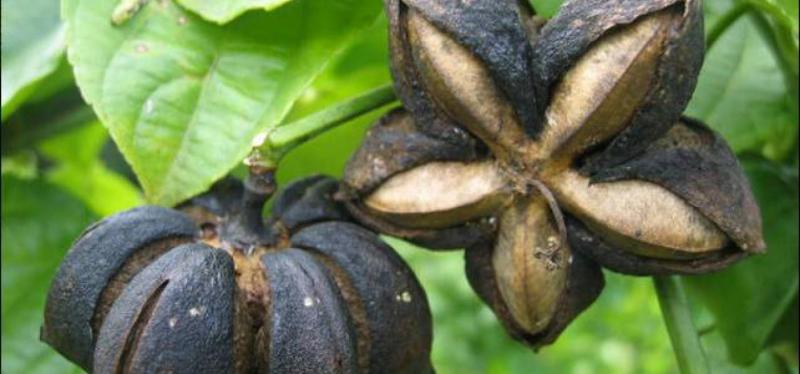 28% del PBI de la Región San Martín es agropecuario