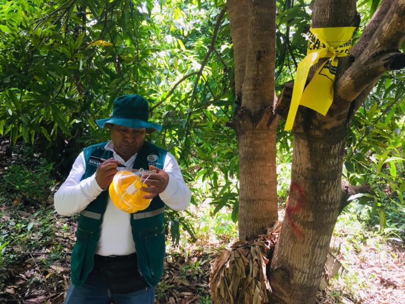 450 hectáreas de frutales en vigilancia en Amazonas
