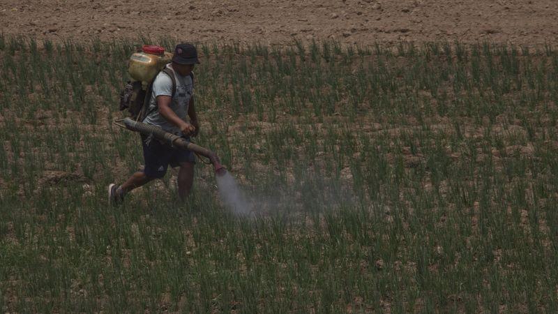 47% de alimentos recolectados en 5 mercados de abasto del país superaron los límites máximos permisibles de agroquímicos