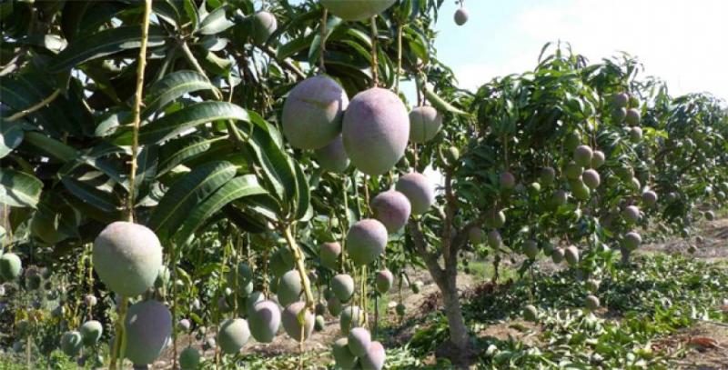 48% de las hectáreas de mango se riega por sistema de inundación