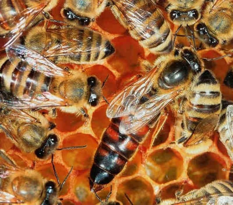 50% de las colmenas en nuestro país se verían afectadas si se importa abejas reinas de Chile
