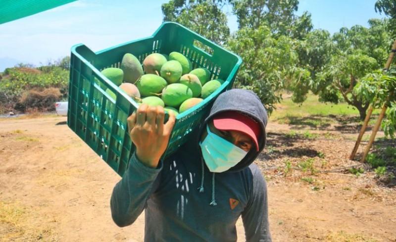 6.700 productores se benefician con la exportación de mango en Perú