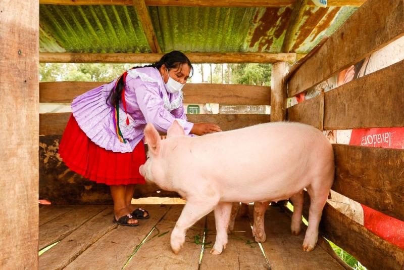 660 productores de Cajamarca se gradúan como expertos en buenas prácticas agrícolas y pecuarias