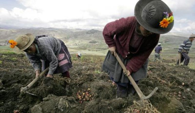 68% DE LOS PRODUCTORES AGROPECUARIOS HABLA CASTELLANO Y 26%, QUECHUA