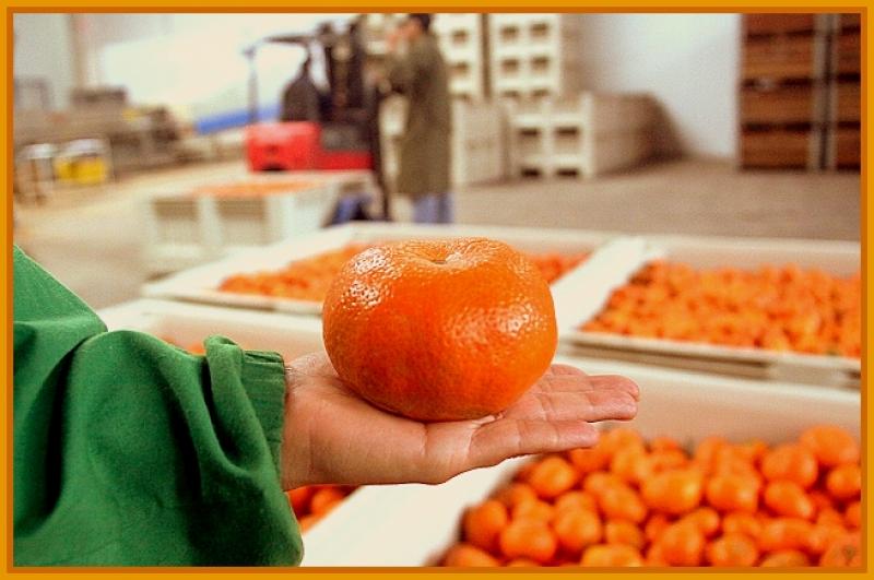 A la fecha Perú despachó 36.500 toneladas de mandarinas