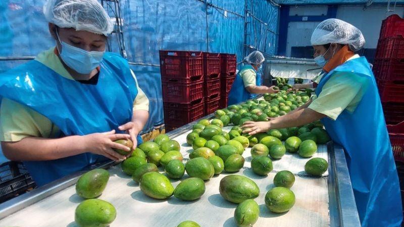 A pesar de las proyecciones iniciales, se ve una tendencia al alza en los precios del mango en primeras semanas de la campaña