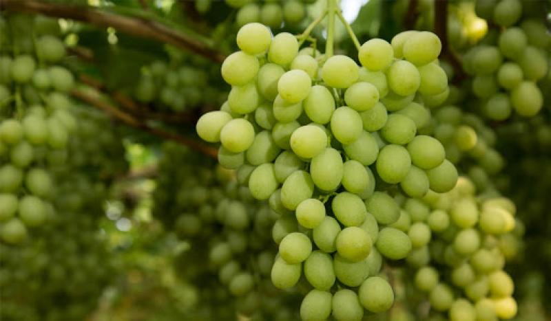 Aartsen llevará uvas peruanas a Holanda