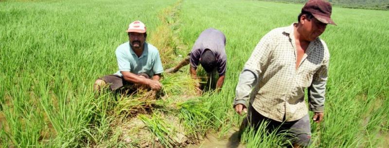 Abastecimiento de arroz está garantizado así no se siembre en la campaña complementaria en Piura