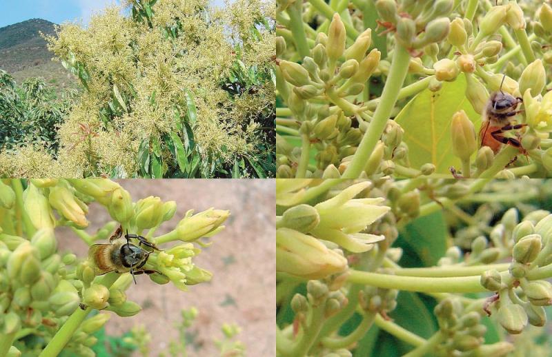 Abejas y polinización del palto Hass