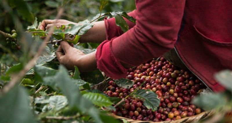 Abonan más de 11.000 hectáreas de café con guano de isla para mejorar producción