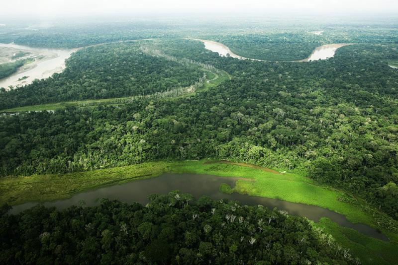 Acceder a concesiones forestales será más fácil con nuevo proceso abreviado